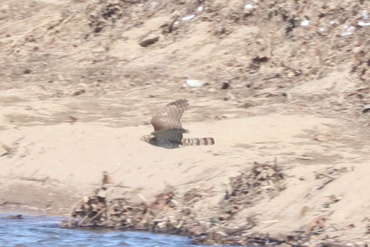 Cooper's Hawk - ML615048280