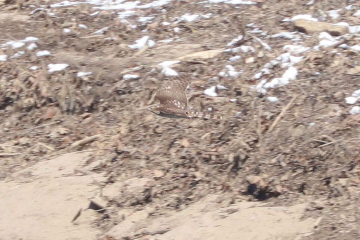 Cooper's Hawk - ML615048281