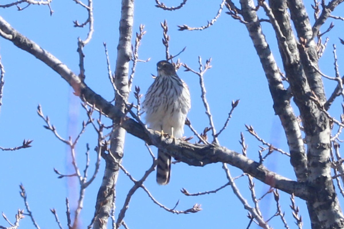 Cooper's Hawk - William Hull