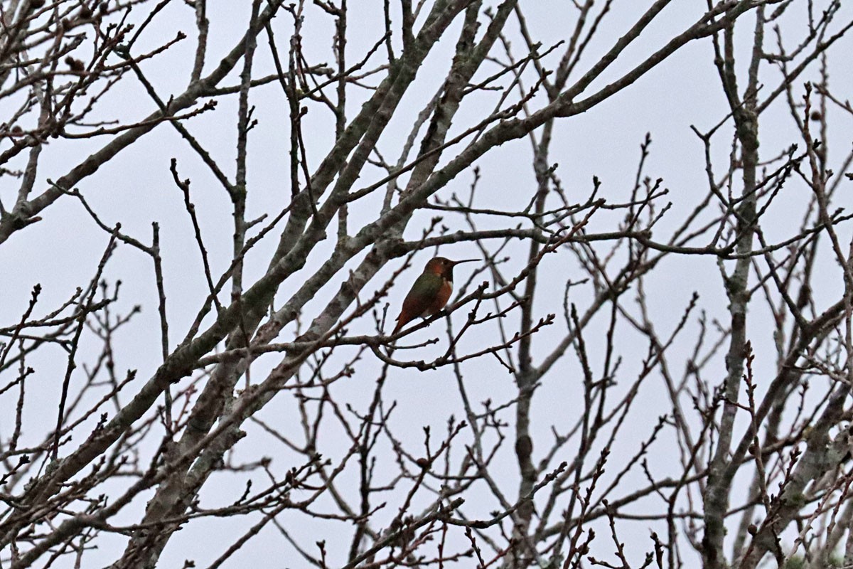 Allen's Hummingbird - Leslie Linehan