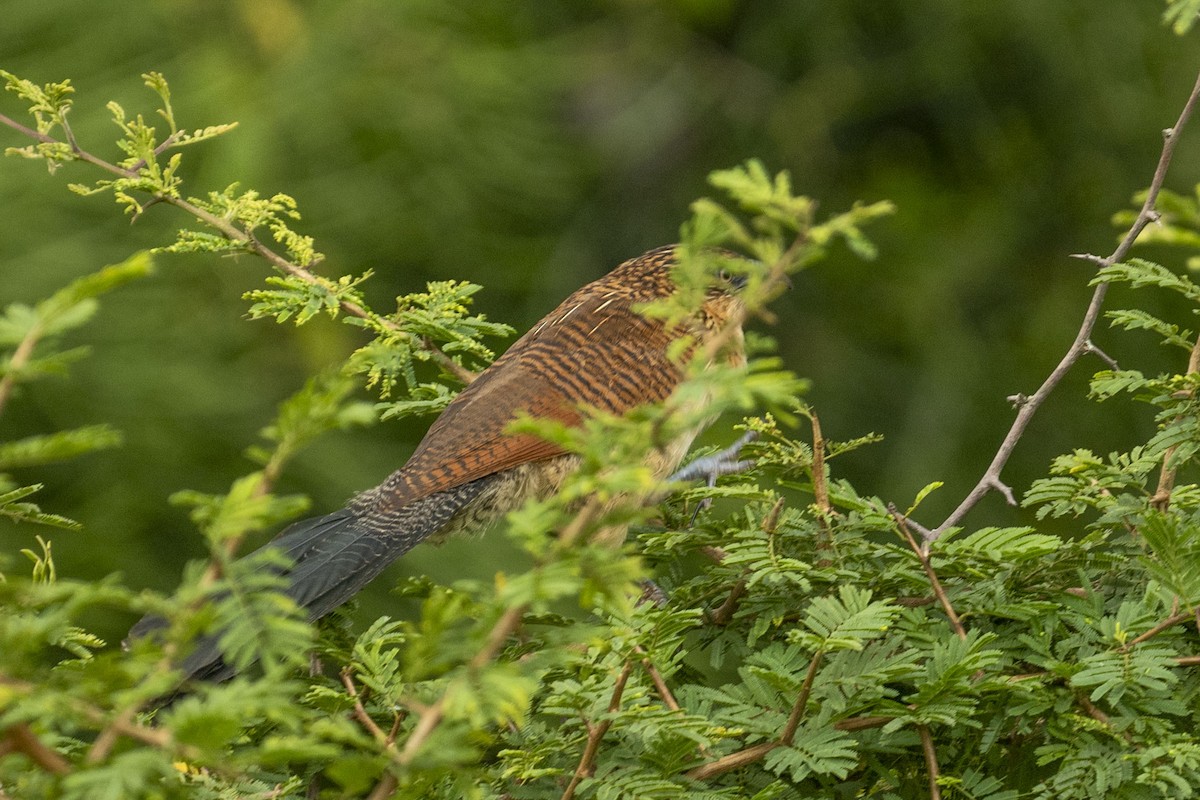 White-browed Coucal (White-browed) - ML615048388