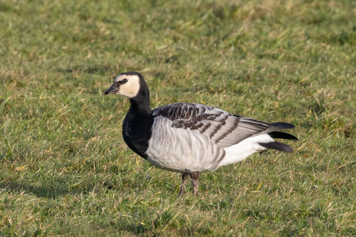 Barnacle Goose - ML615048429