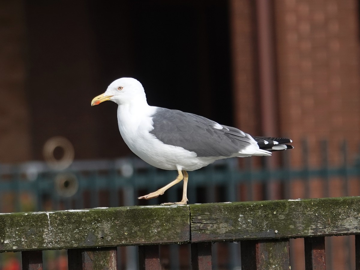 Lesser Black-backed Gull - ML615048462