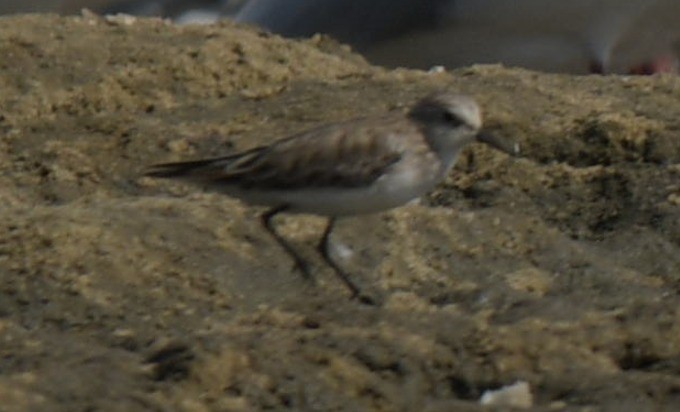 Sanderling - Faisal Fasaludeen