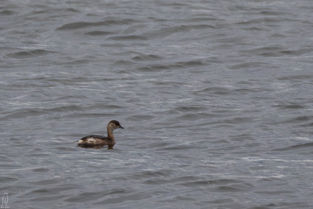 Little Grebe - ML615048510