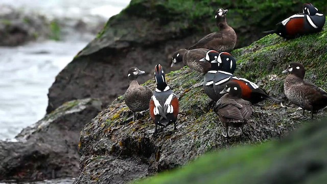 Harlequin Duck - ML615048531