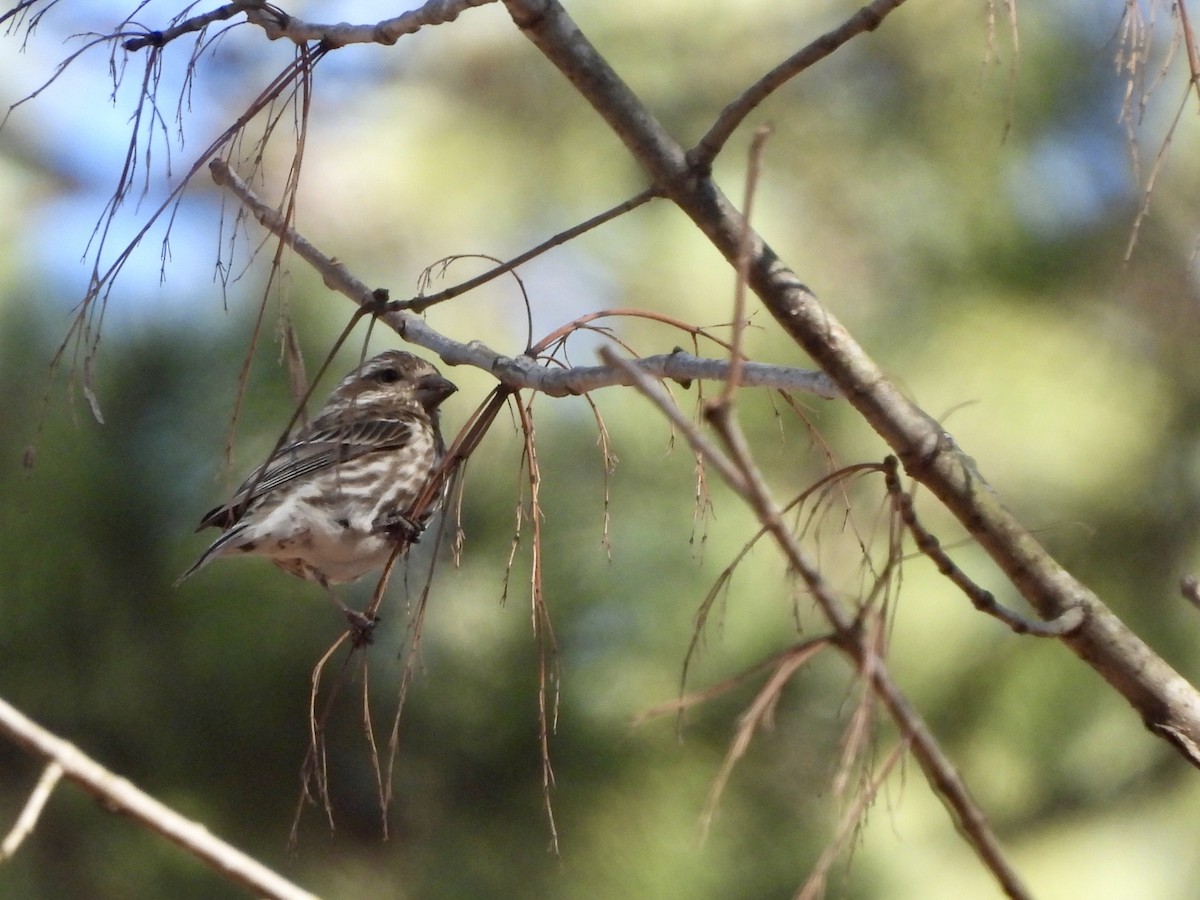 Purple Finch - ML615048536