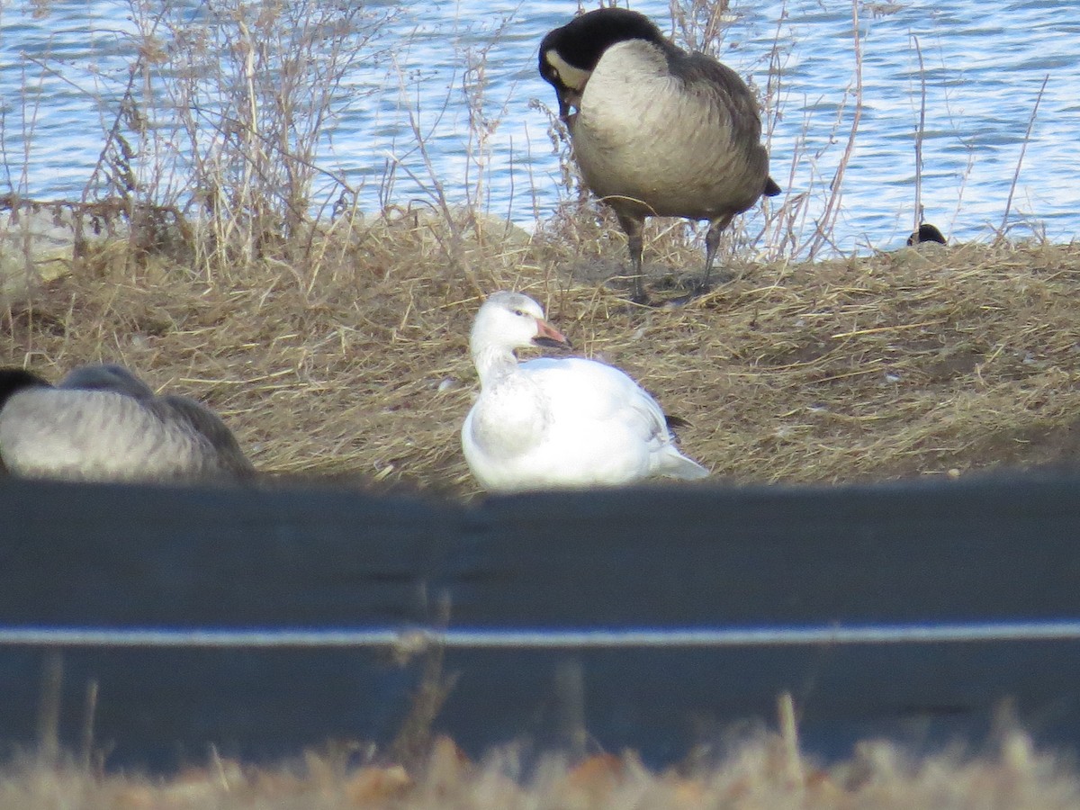 Snow Goose - ML615048575