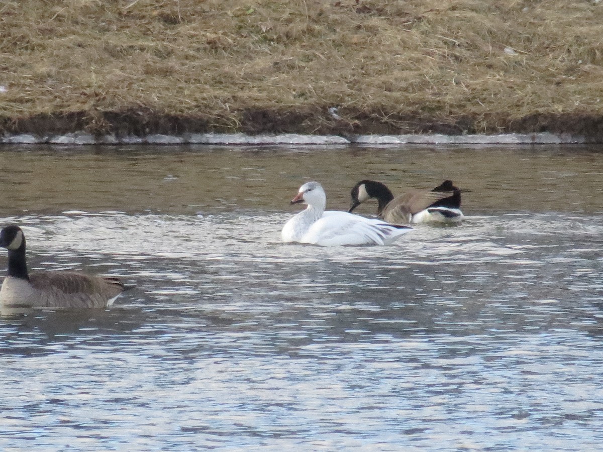 Snow Goose - ML615048577