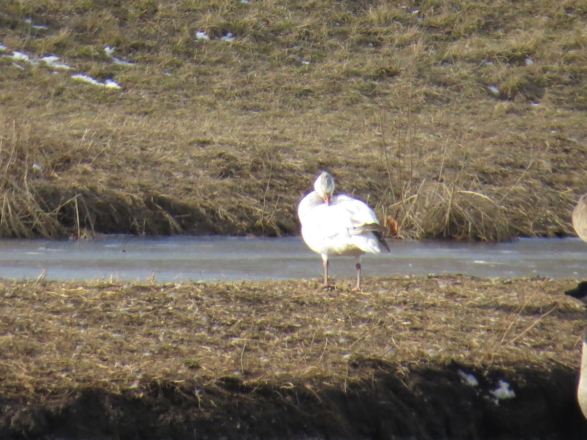 Snow Goose - ML615048578