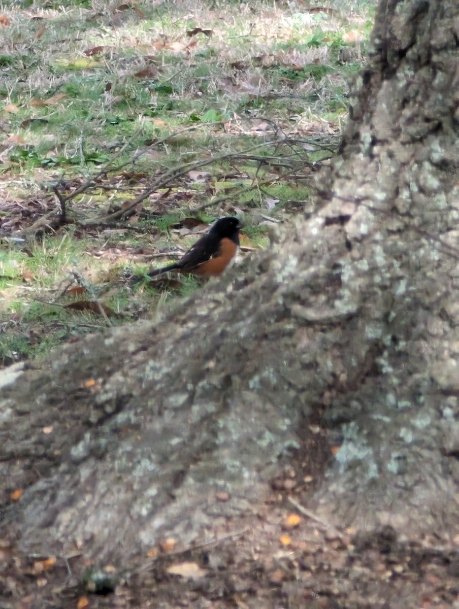 Eastern Towhee - ML615048587