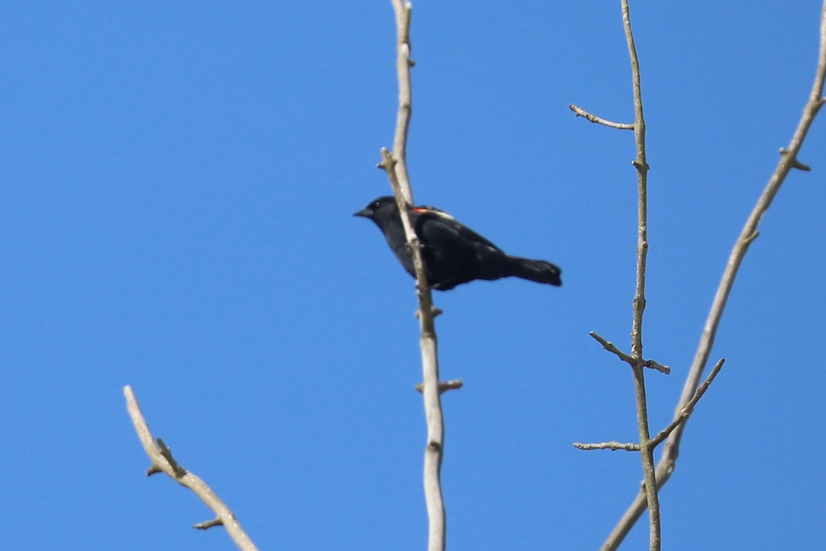 Red-winged Blackbird - Al S
