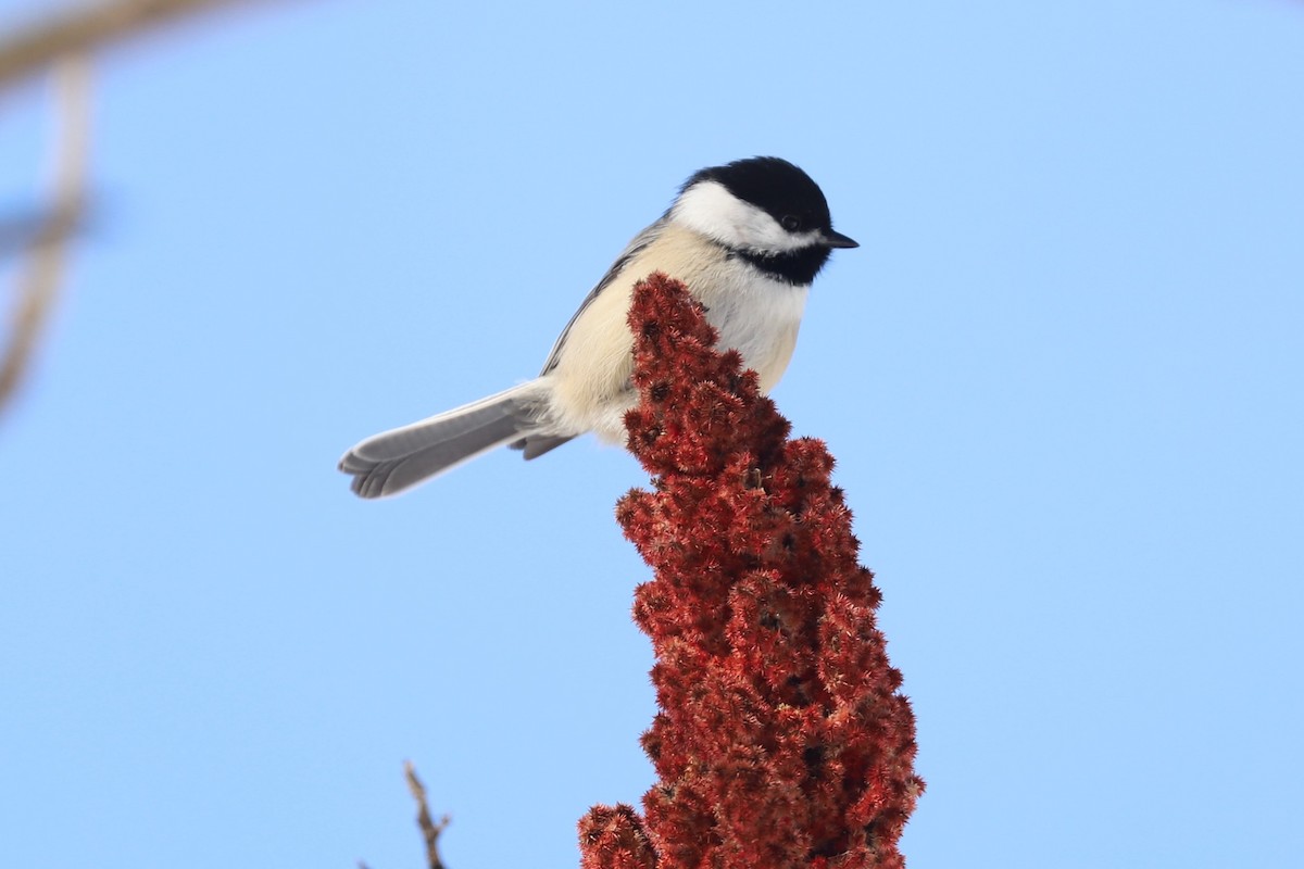 Mésange à tête noire - ML615048631