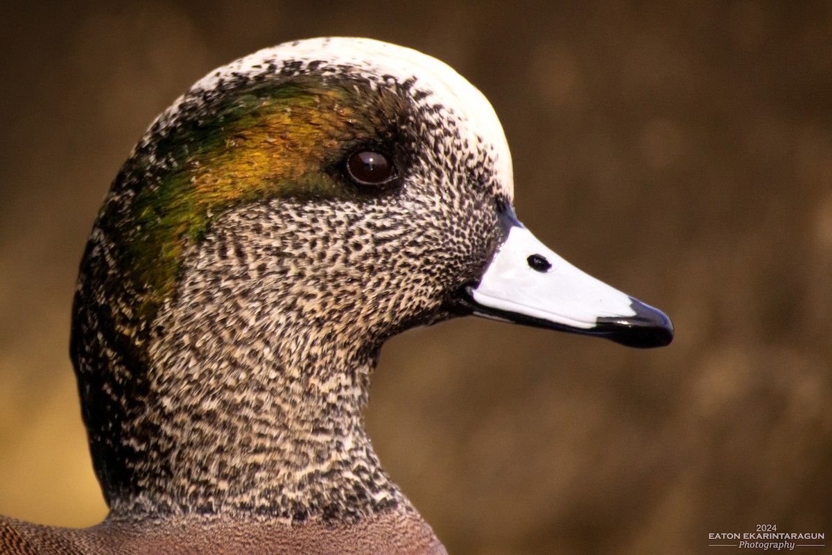 American Wigeon - Eaton Ekarintaragun