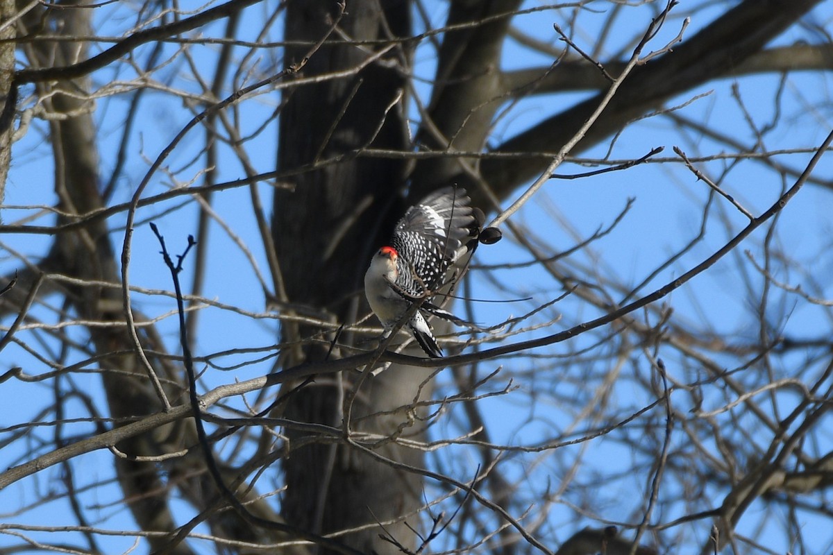 Red-bellied Woodpecker - ML615048693