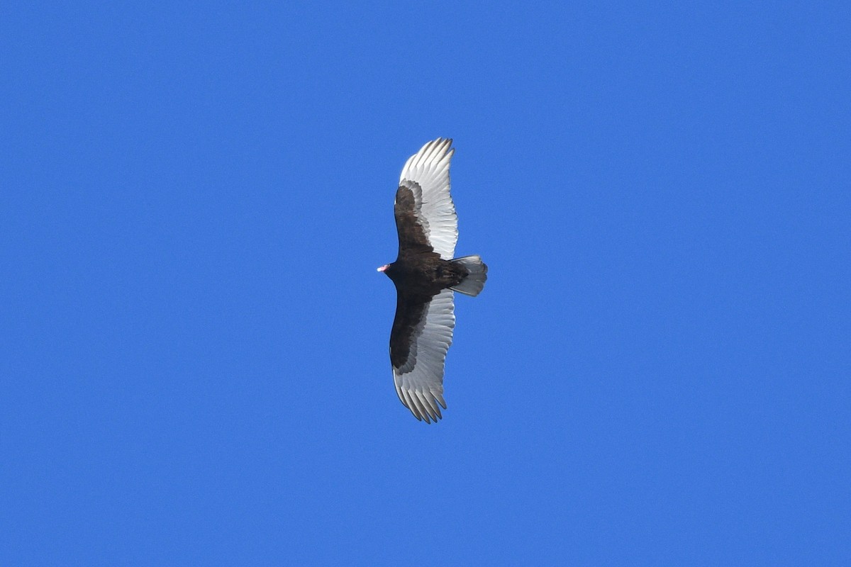 Turkey Vulture - ML615048717