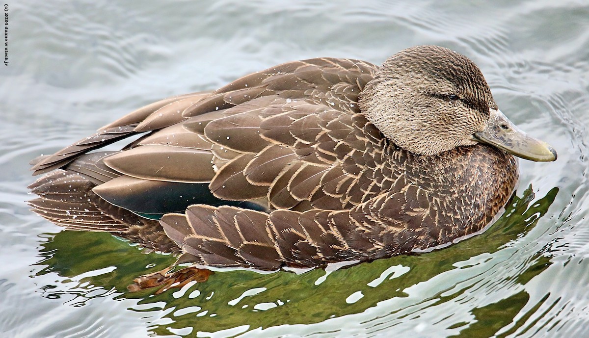 American Black Duck - ML615048721