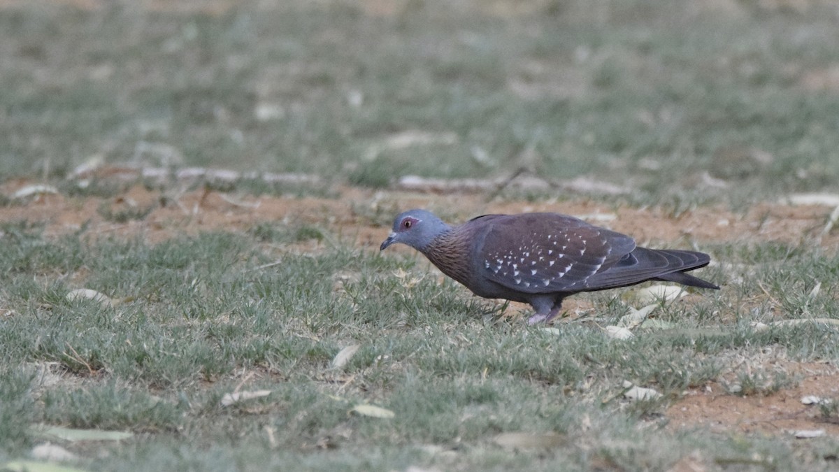 Pigeon roussard - ML615048739