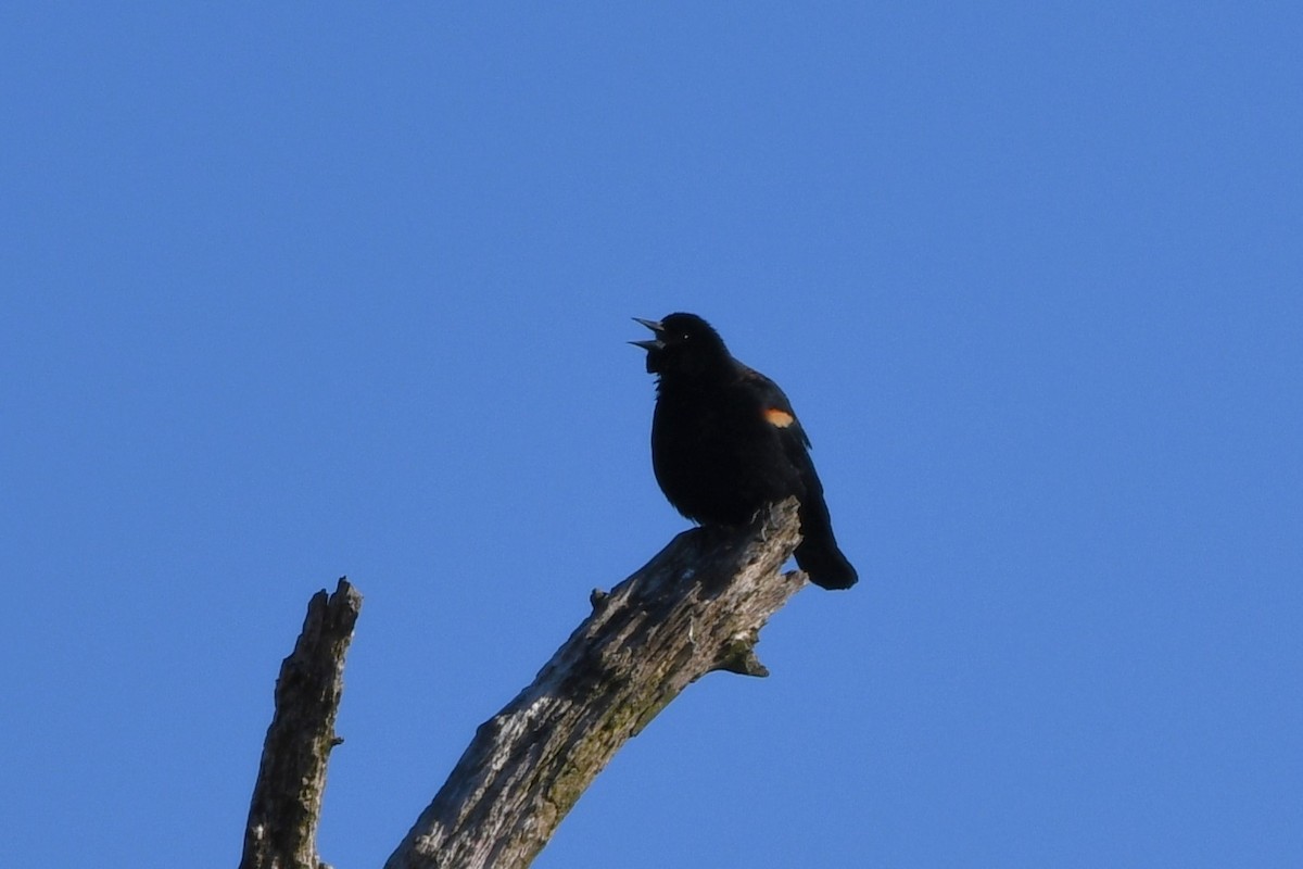 Red-winged Blackbird - ML615048753
