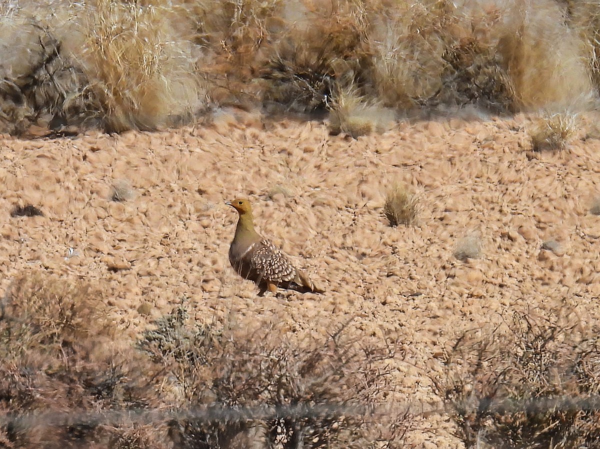 Namaqua Sandgrouse - ML615048754