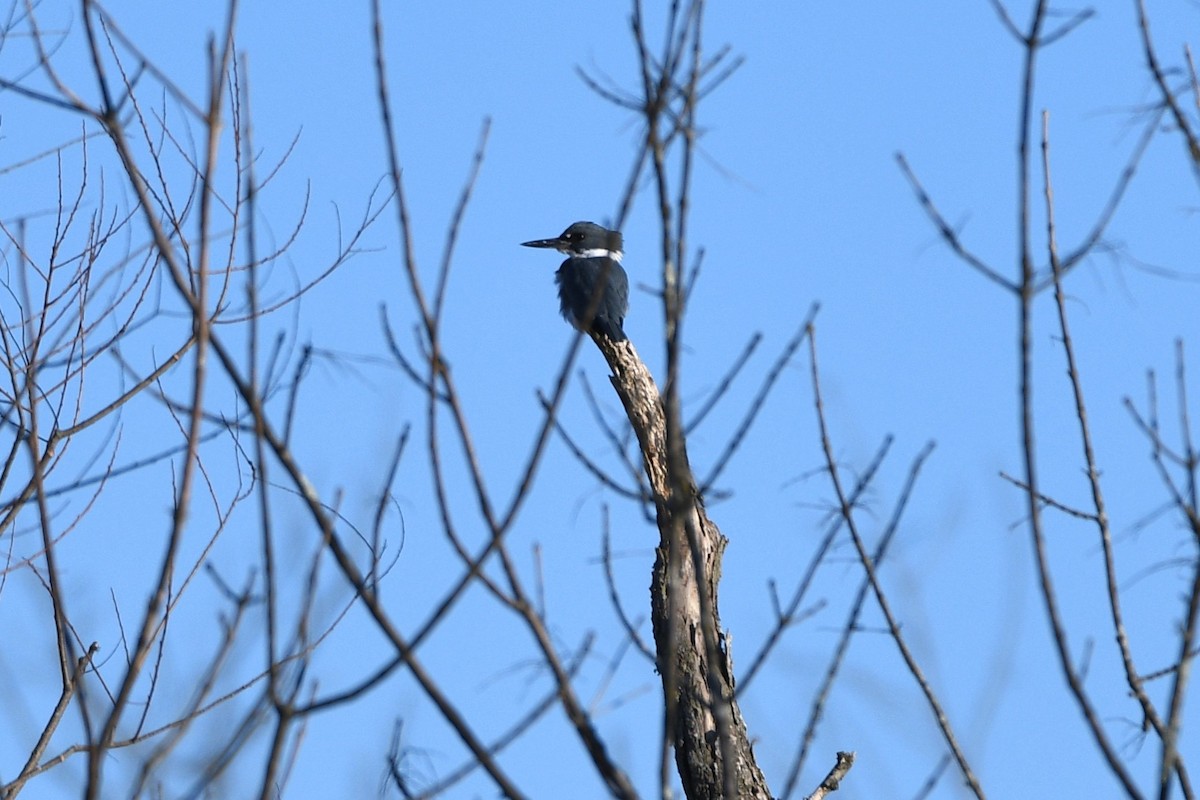 Belted Kingfisher - ML615048764