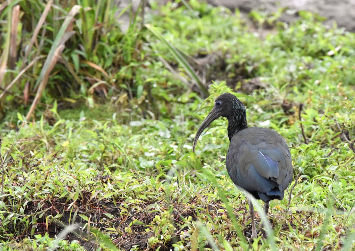 Green Ibis - ML615048792