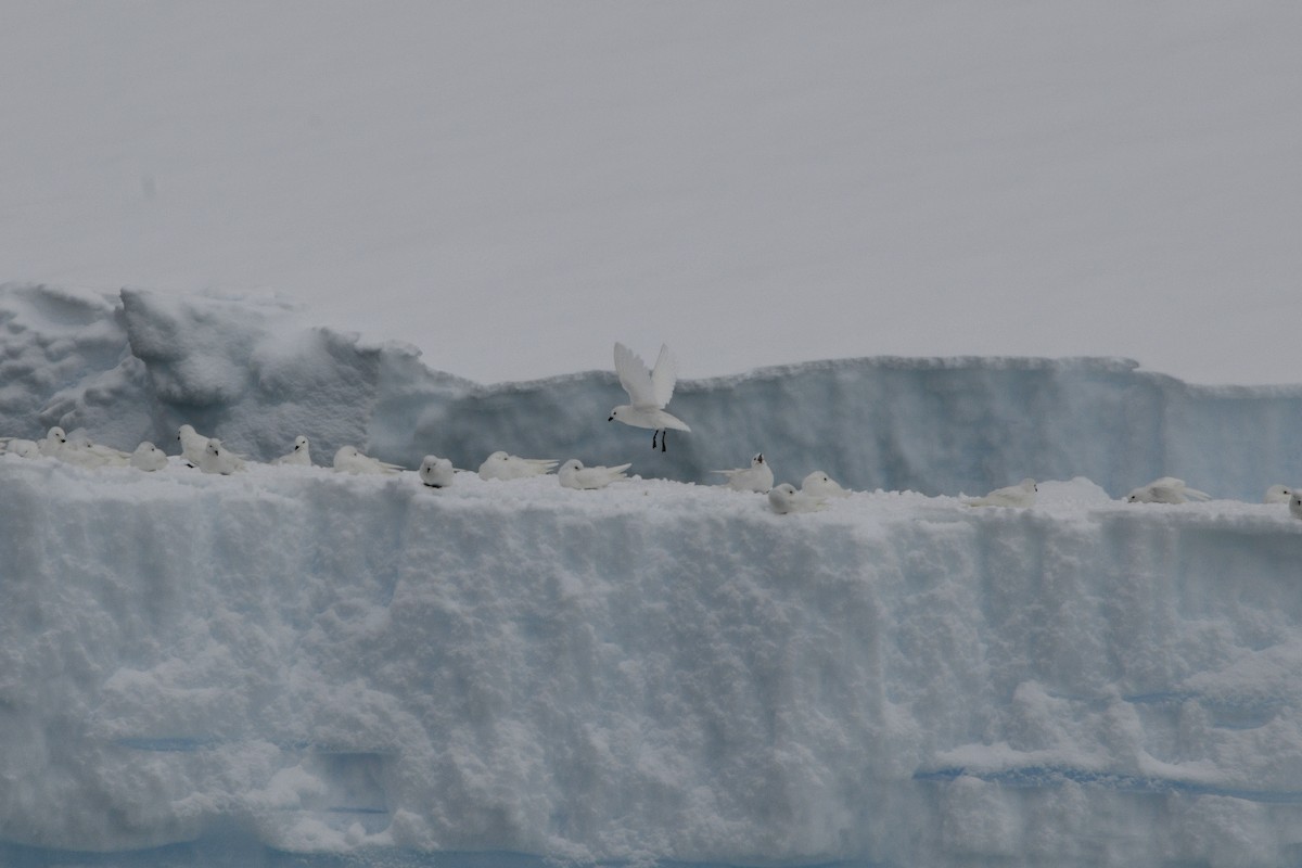 Snow Petrel - ML615048799