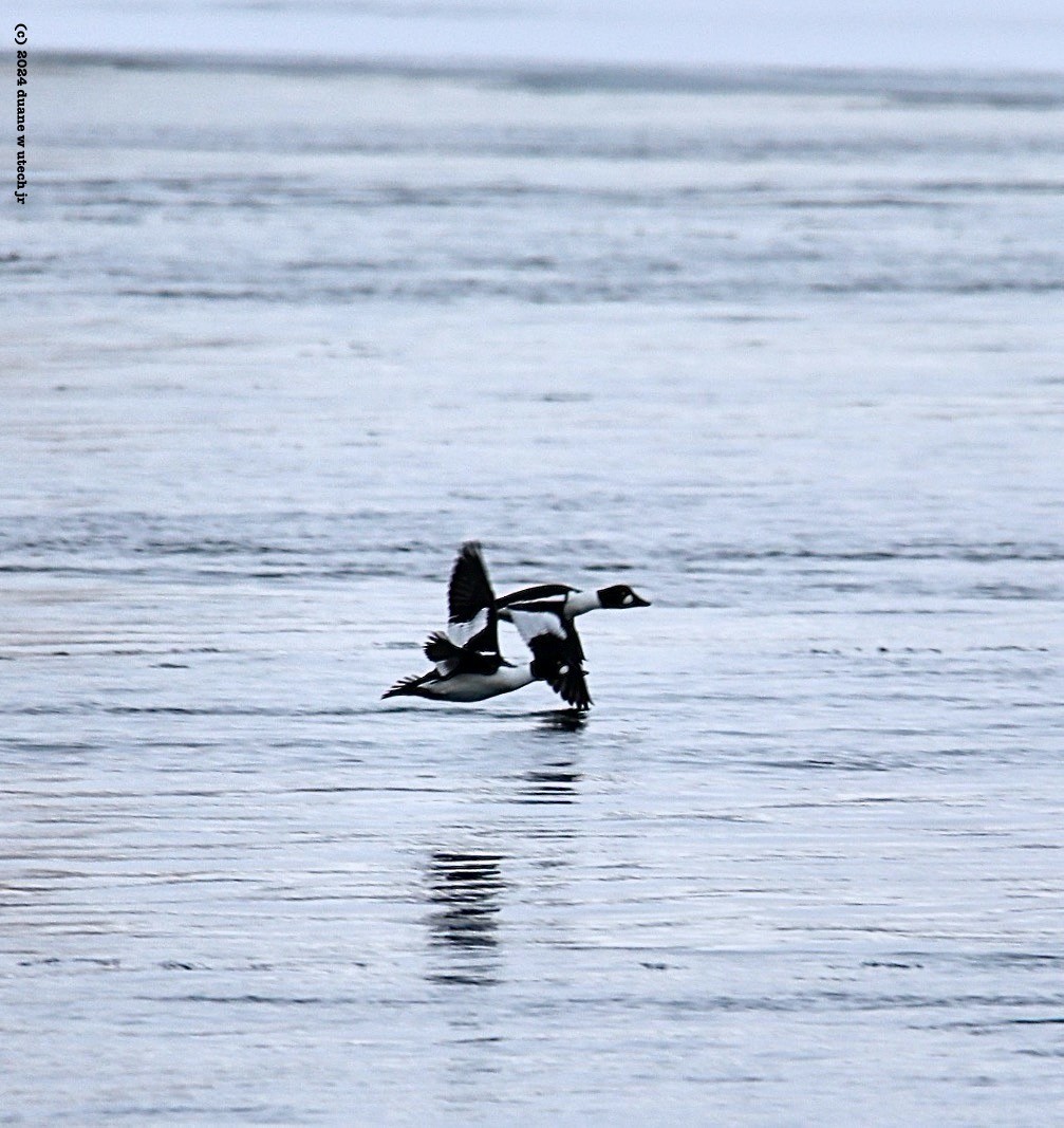 Common Goldeneye - ML615048806