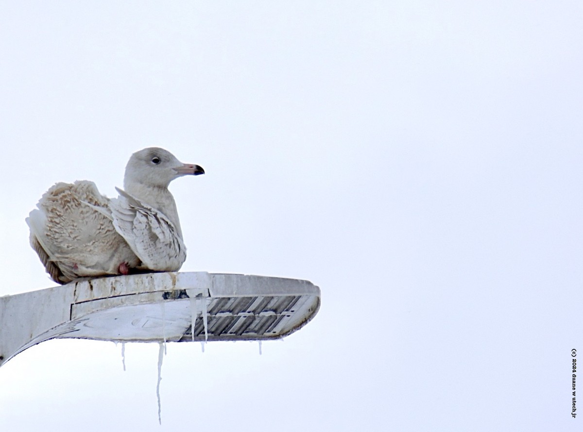 Iceland Gull - duane utech