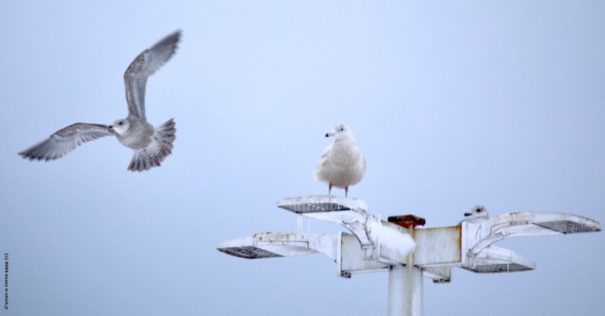 Iceland Gull - ML615048823