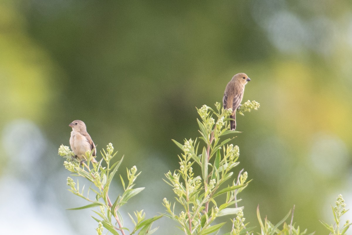 Tawny-bellied Seedeater - ML615048852