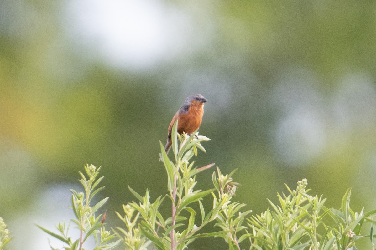 Tawny-bellied Seedeater - ML615048854