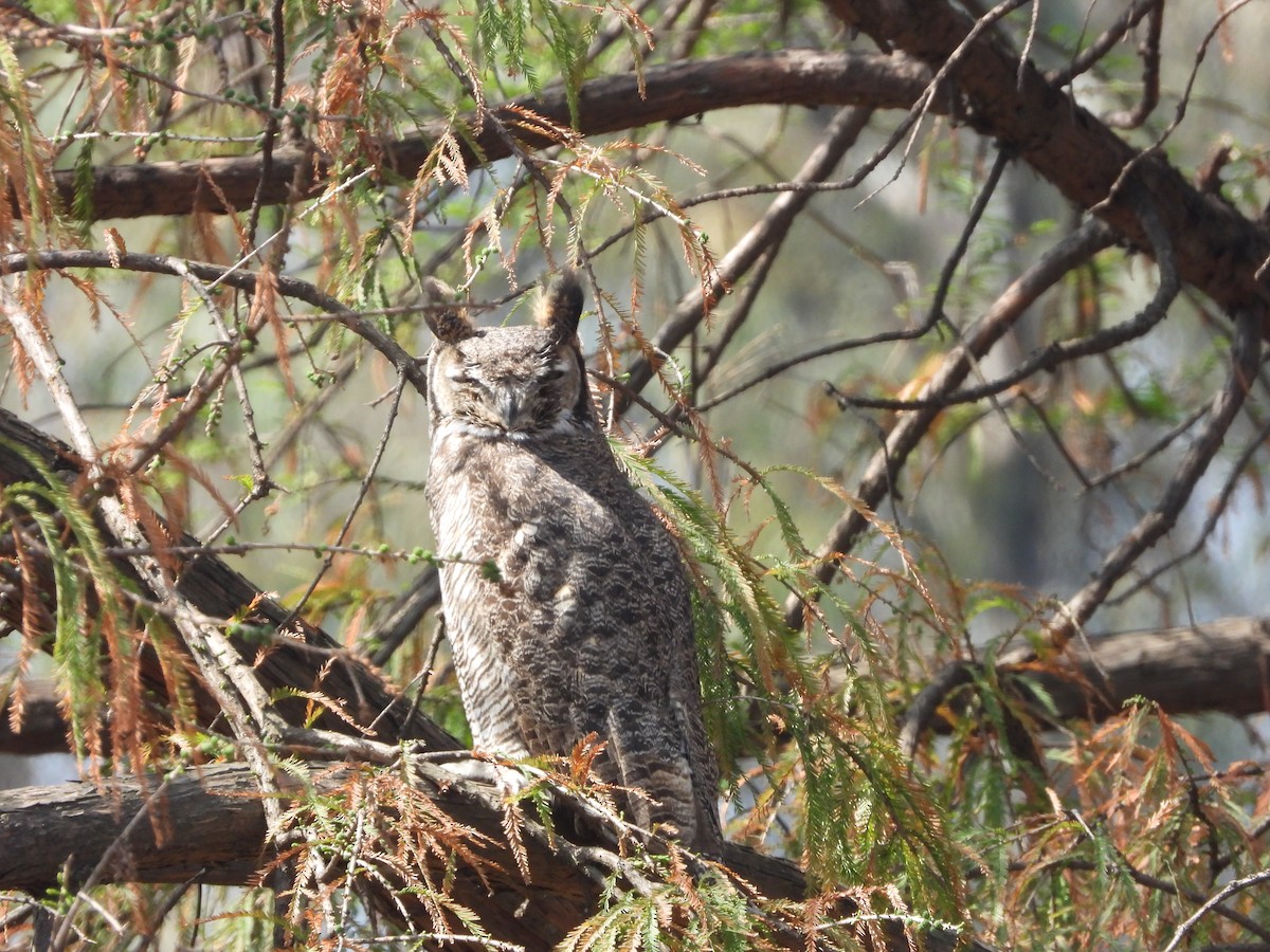 Great Horned Owl - ML615048859