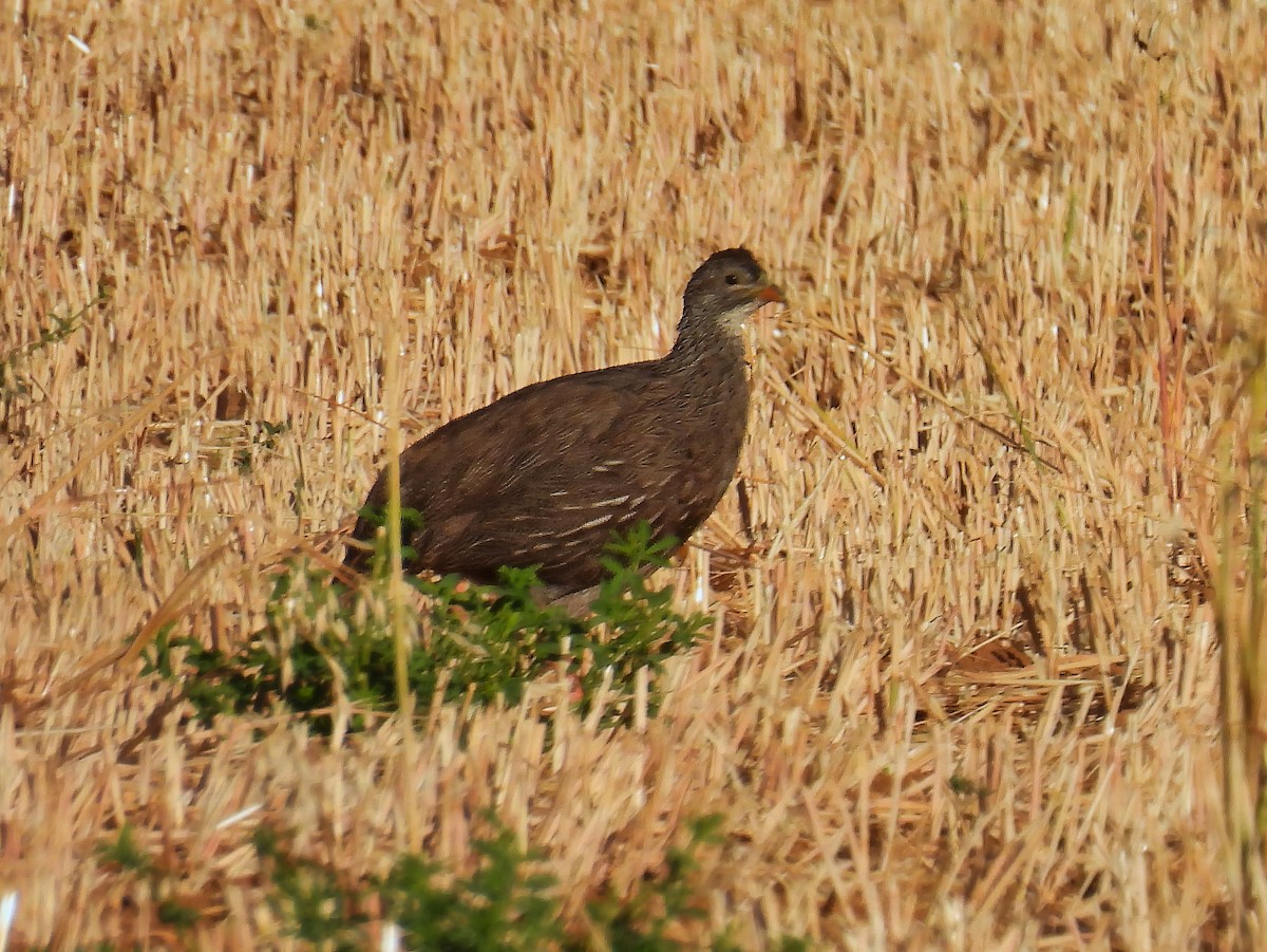 Cape Spurfowl - ML615048926