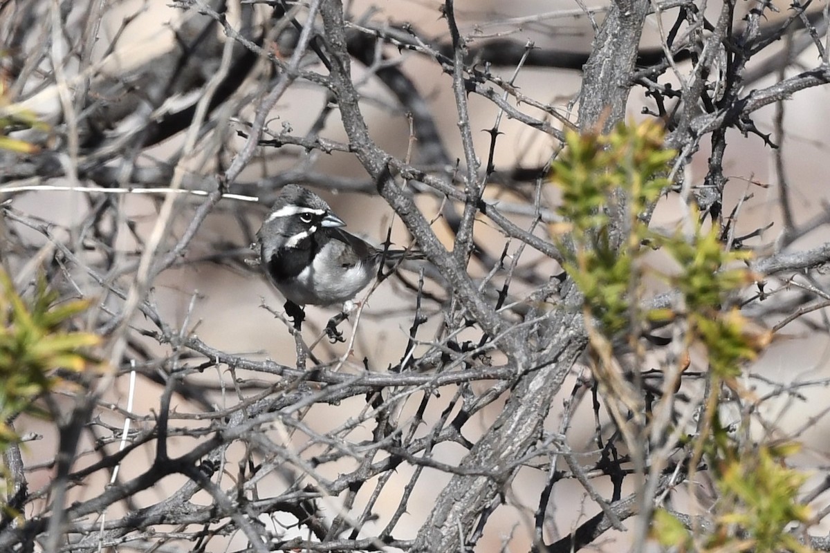 Black-throated Sparrow - Todd Love