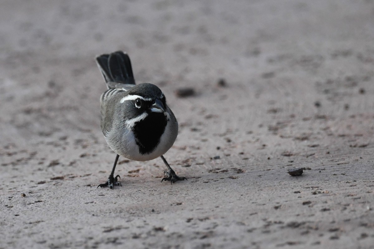 Black-throated Sparrow - Todd Love