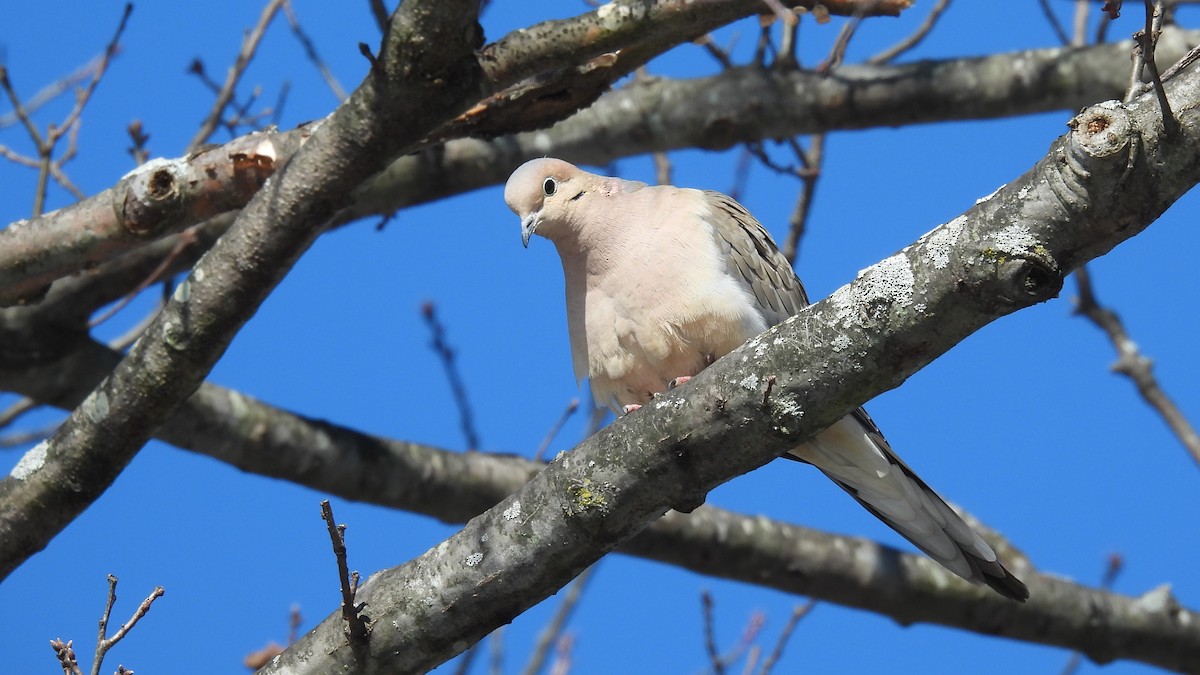 Mourning Dove - ML615048932