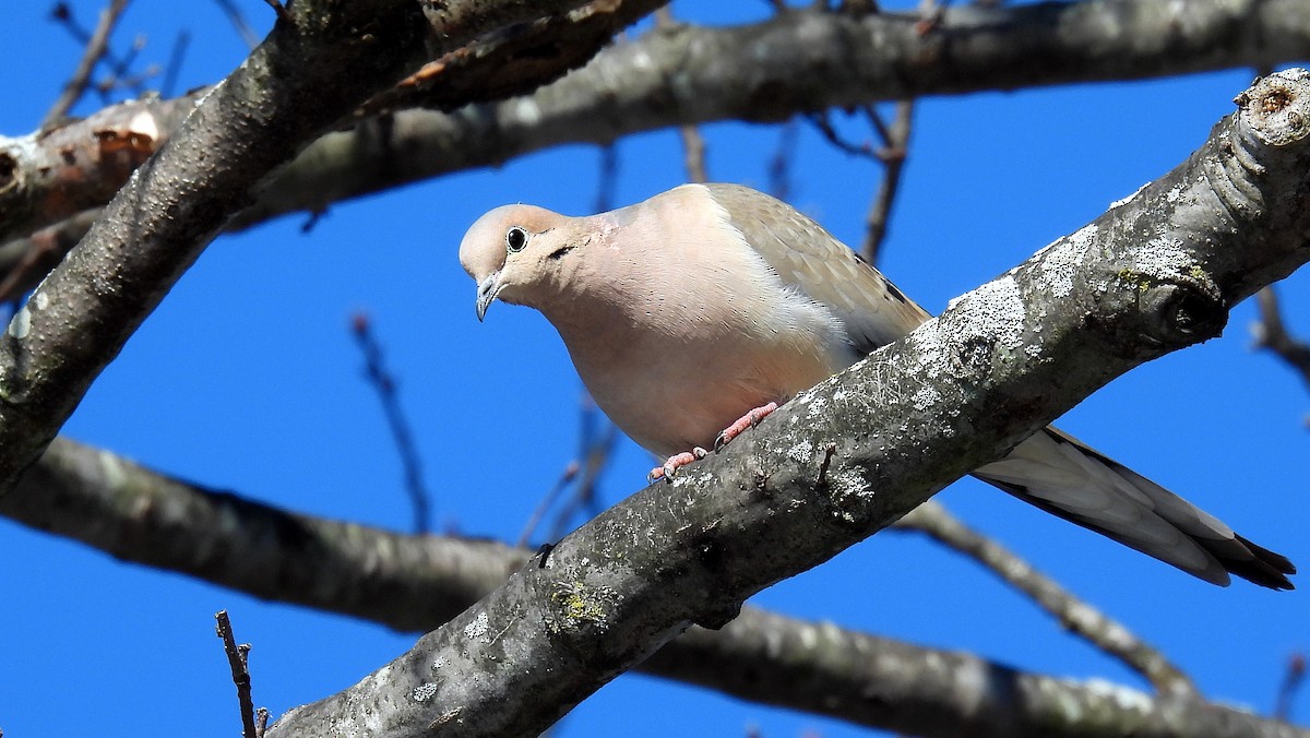 Mourning Dove - ML615048933