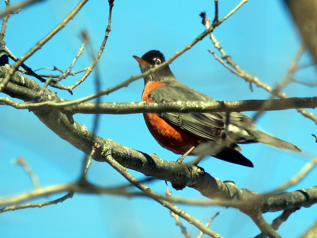 American Robin - ML615048936