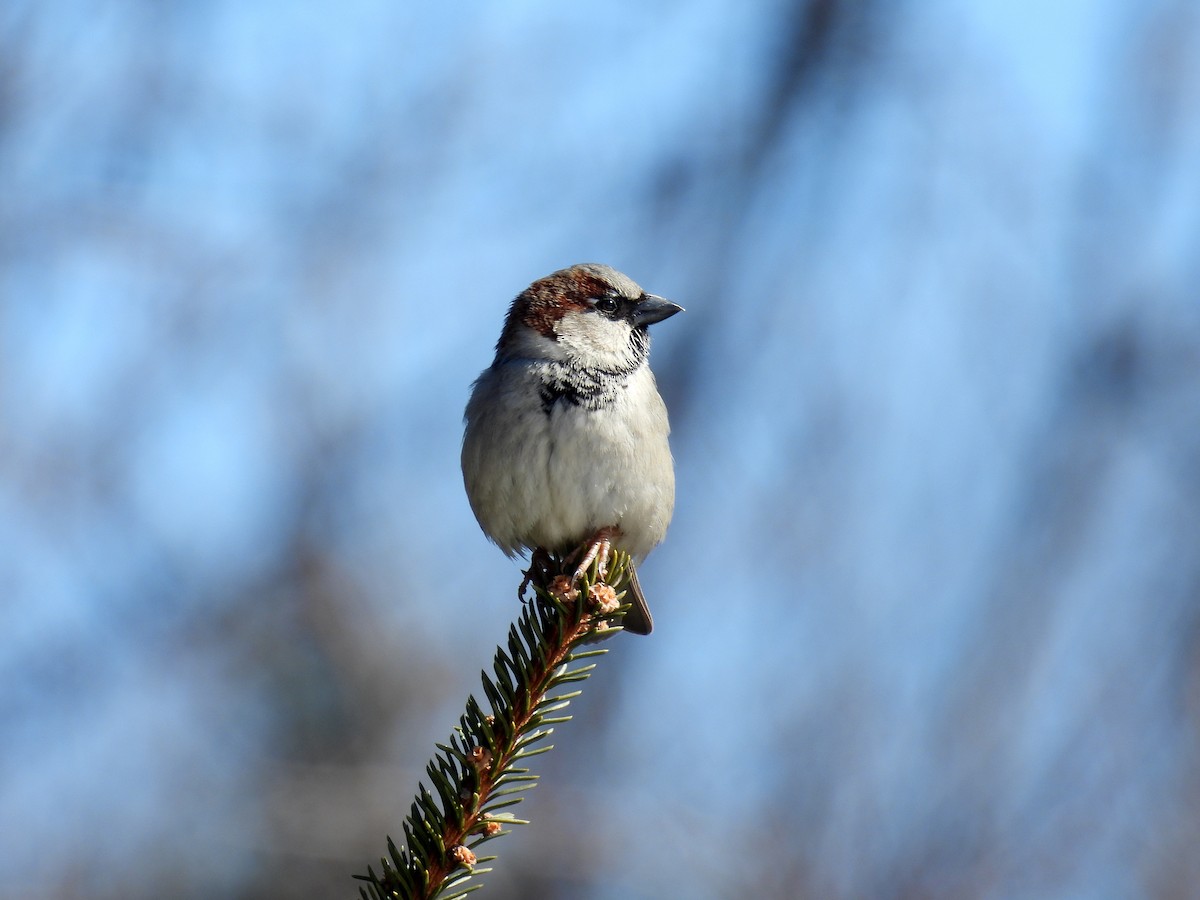 Moineau domestique - ML615048939