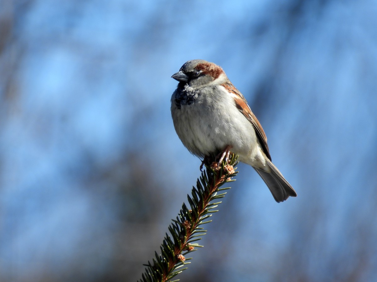 House Sparrow - ML615048940