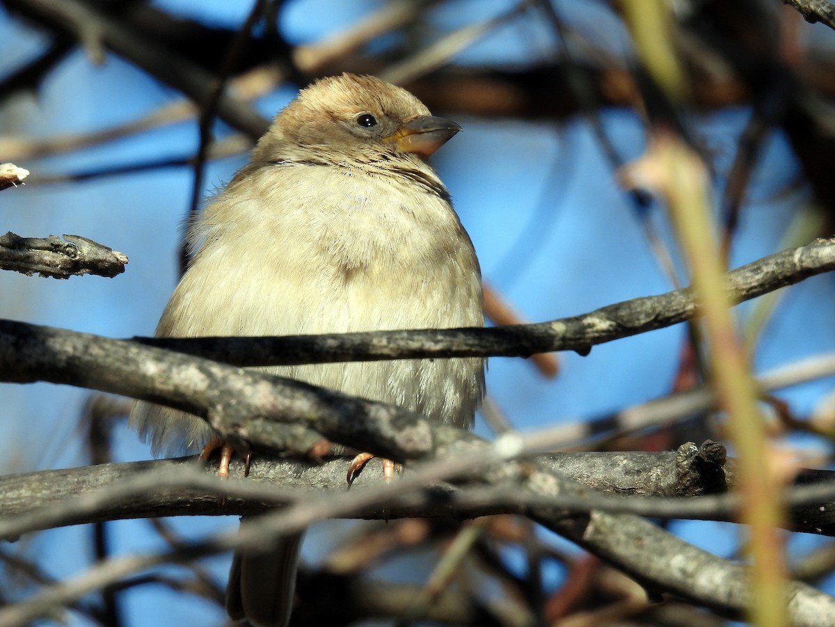 Moineau domestique - ML615048941