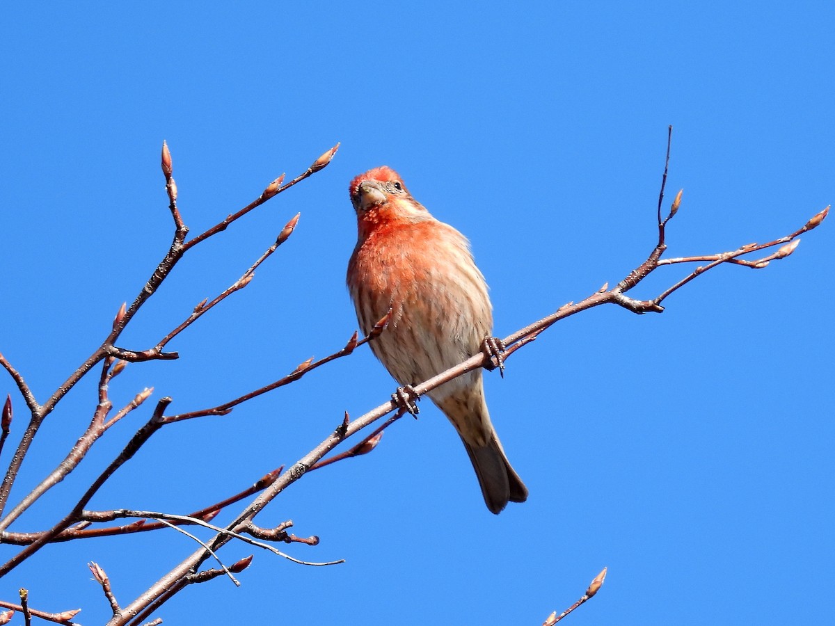 House Finch - ML615048943