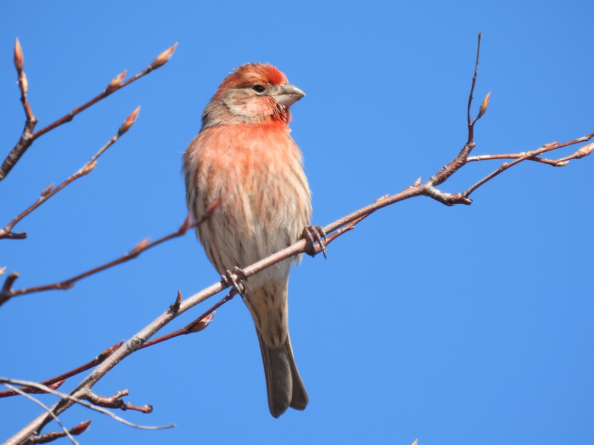 House Finch - ML615048944