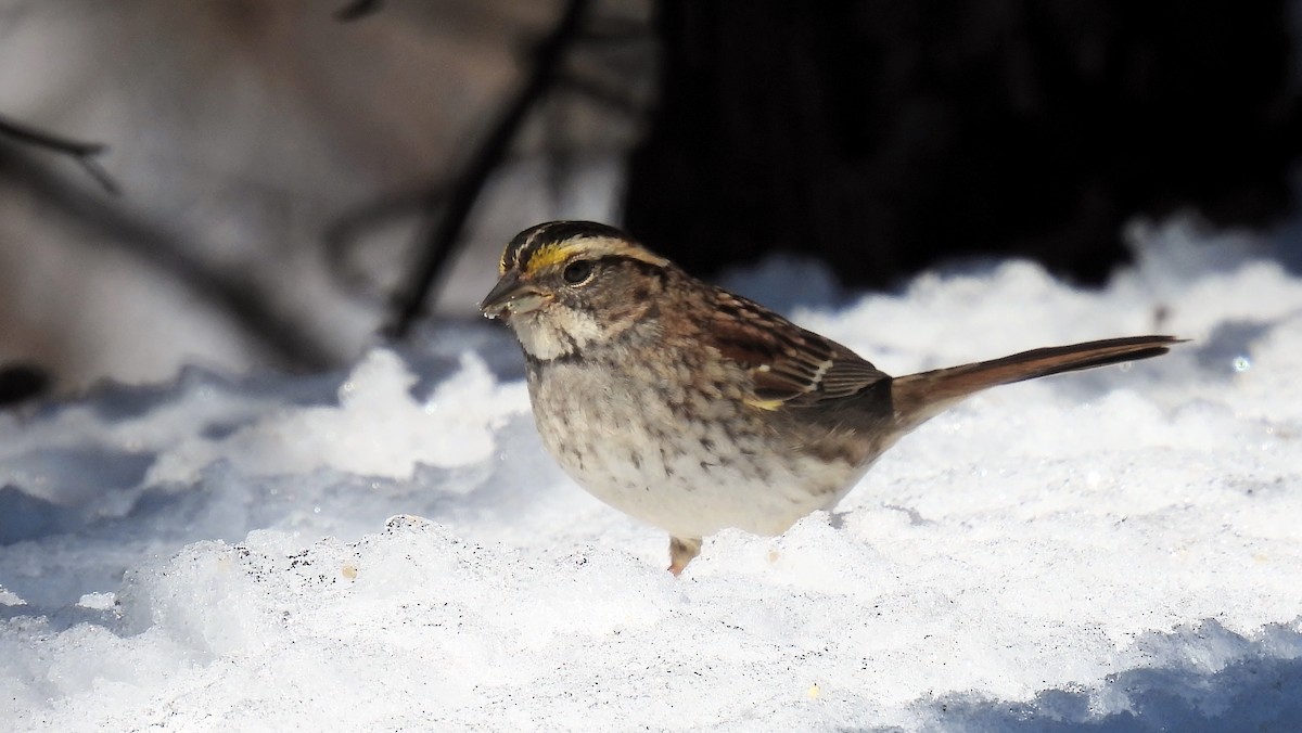 White-throated Sparrow - ML615048955