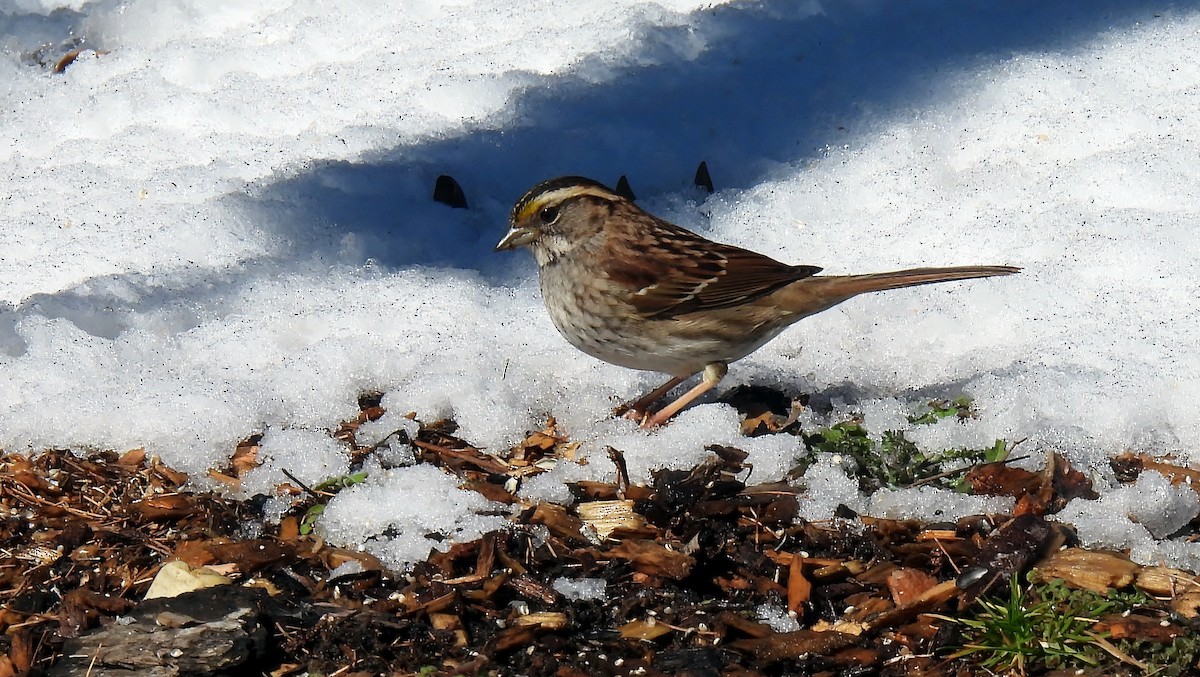 White-throated Sparrow - Douglas Cioffi