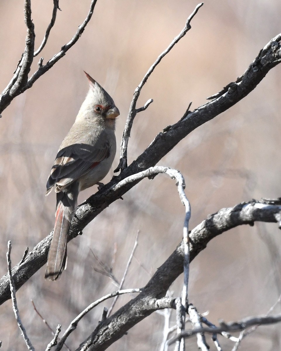 Pyrrhuloxia - Todd Love