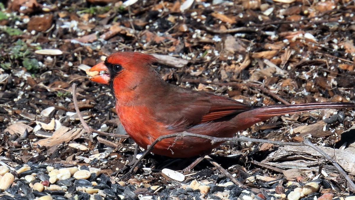 Cardinal rouge - ML615048960