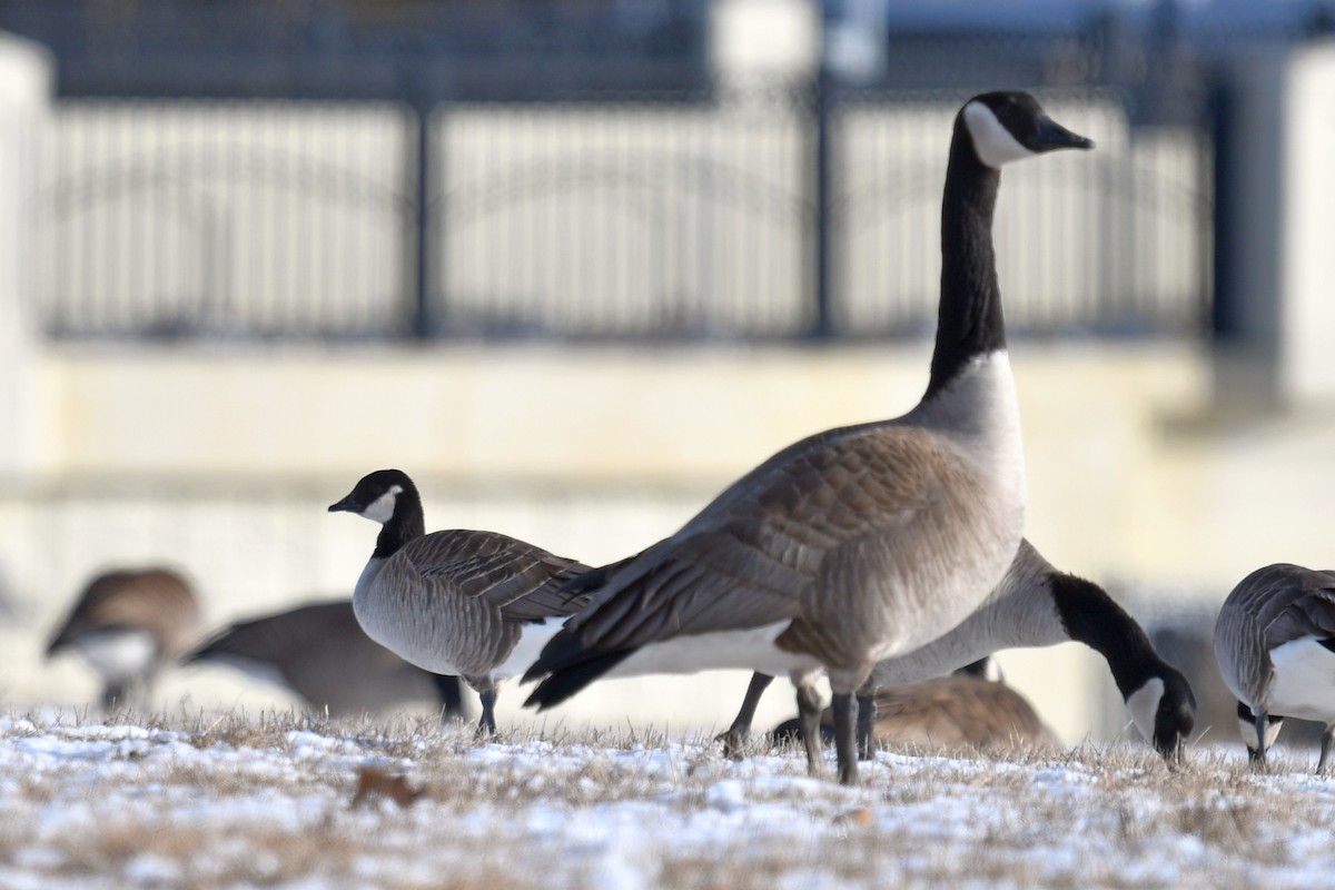 Cackling Goose - Joel Trick