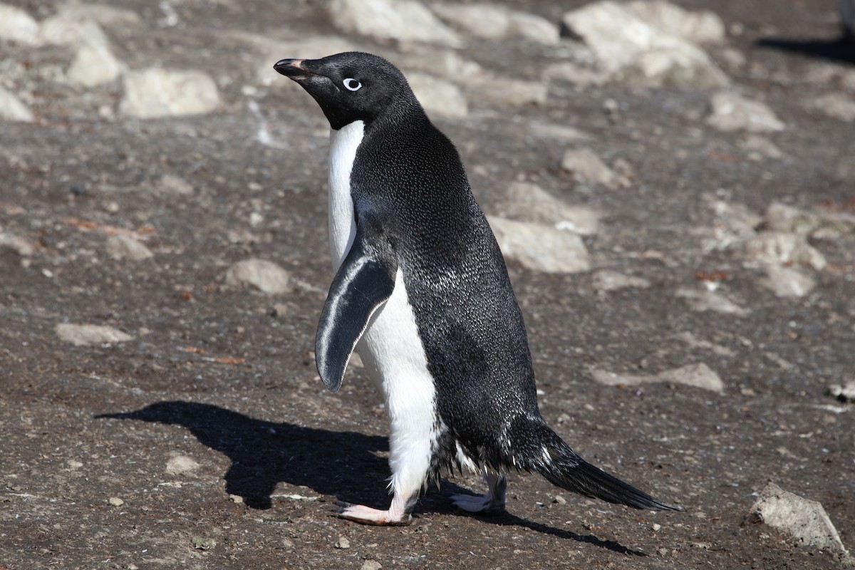 Adelie Penguin - ML615048972